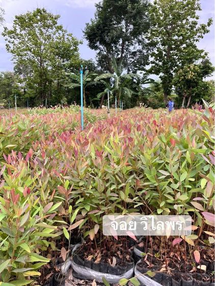 ยูคายอดม่วง 
