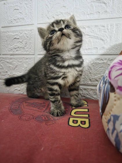 สก็อตติช โฟลด์ (Scottish Fold) แมวสก็อตติสผสมอเมริกัน