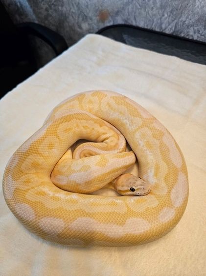 งูบอล Ball Python (Banana Black Pastel Spider Butter Pastel)