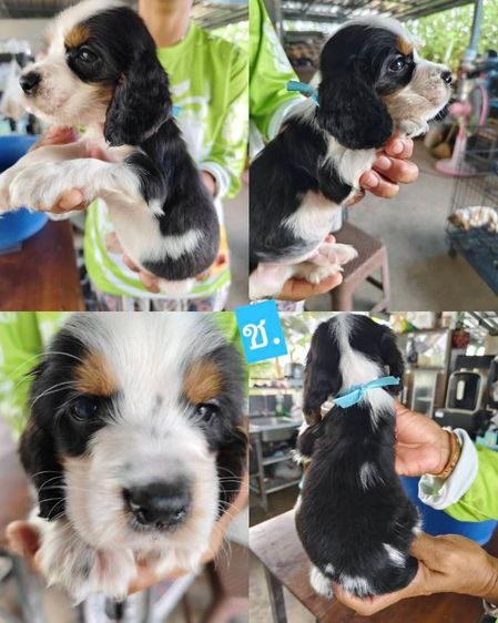 ลูกสุนัขพันธุ์ english cocker