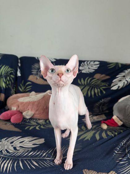 สฟิงซ์ (Sphynx) แมวสฟิงซ์
