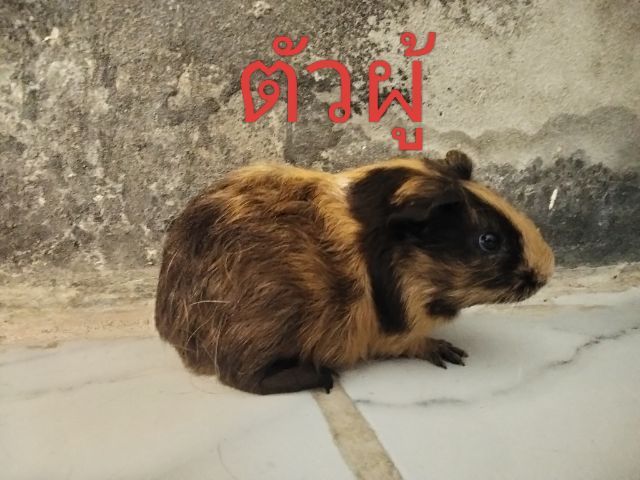 หนูแก๊สบี้หนูตะเภา