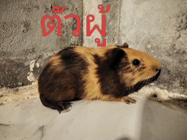 หนูแก๊สบี้หนูตะเภา รูปที่ 2