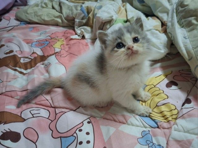 สก็อตติช โฟลด์ (Scottish Fold) บริติชผสมสก๊อตติช