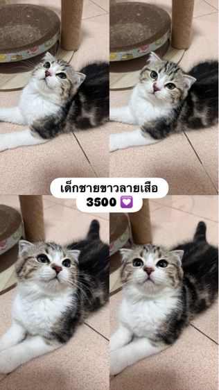 เด็กสก็อตติช ขี้อ้อน