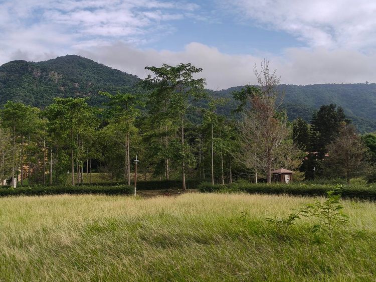 ขายที่ดินเขาใหญ่ ที่ดินในโครงการทอสคานา Toscana แปลงสวย ราคาดีมาก โซนใกล้อุทยานแห่งชาติเขาใหญ่ วิวเขาสวย อากาศดีมาก เหมาะทำบ้านพักตากอากาศ ห