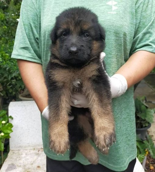 เยอรมันเชพเพิร์ด (German Shepherd) ใหญ่  ขายลูกสุนัขเยอรมันเชพเพิร์ดแท้