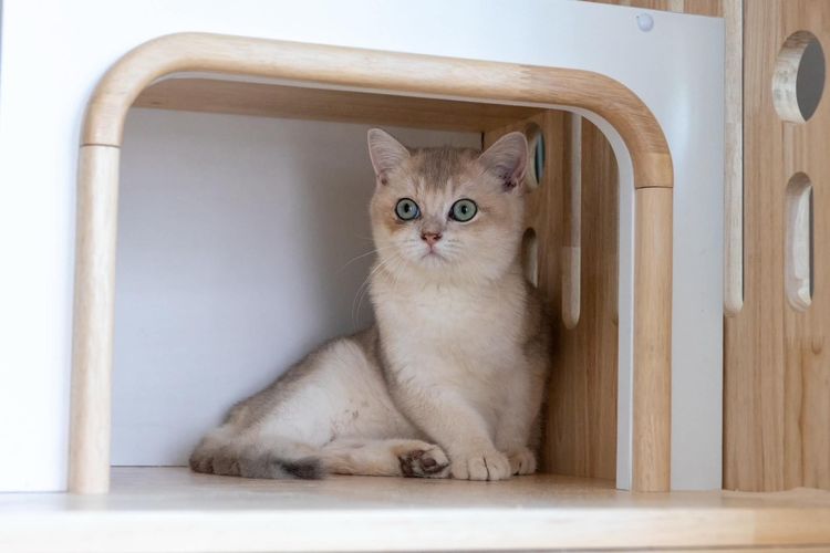 British Shorthair (ดช รหัสสี Ay)