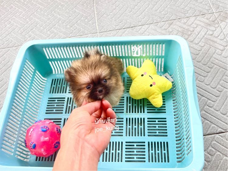 ปอมเมอเรเนียน (Pomeranian) เล็ก ปอมแท้ จิ๋วๆน่ารักมาก