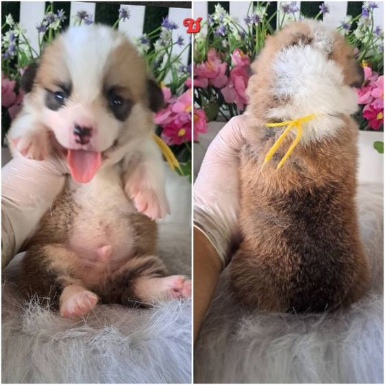 คอร์กี้ (Corgi) กลาง เปิดจองลูกสุนัขคอร์กี้แท้