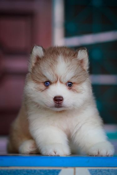 ไซบีเรียน ฮัสกี้ (Siberian Husky) เล็ก Purebred Siberian Husky Puppies for Your Home