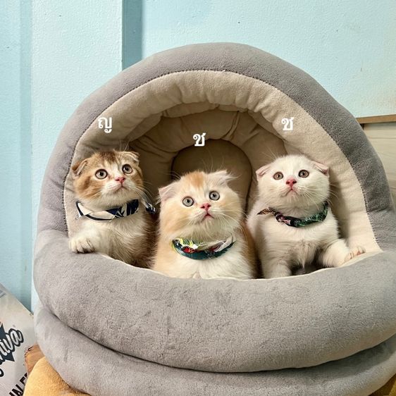 สก็อตติสโฟล รูปที่ 3