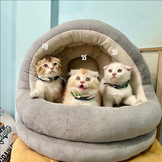 สก็อตติสโฟล รูปที่ 4