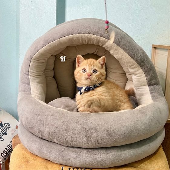 สก็อตติช โฟลด์ (Scottish Fold) สก็อตติสโฟล