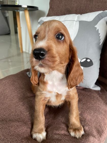 อื่นๆ กลาง English Cocker spaniel (อิงลิชค็อกเกอร์สเปเนียล)