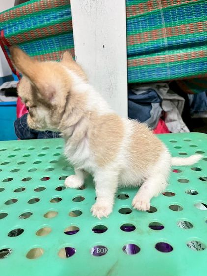 ชิวาวา (Chihuahua) เล็ก ชิวาวา