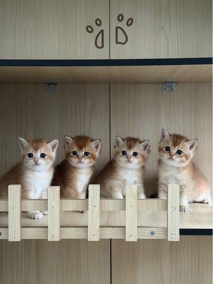 บริติช รูปที่ 4