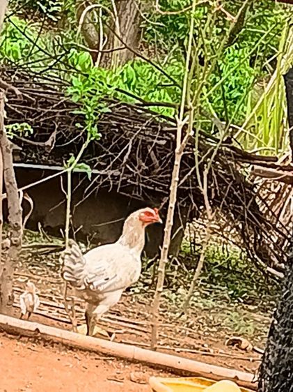ไก่สาว พม่าร้อย แข้งหน้าจัดๆ รอยสวยๆพร้อมไข่ สนใจเอาไปต่อยอดได้