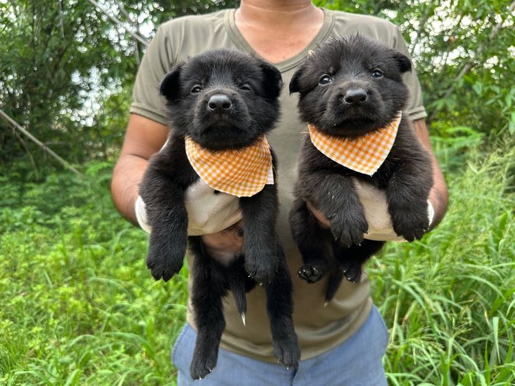 เยอรมันเชพเพิร์ด (German Shepherd) เล็ก สุนัข