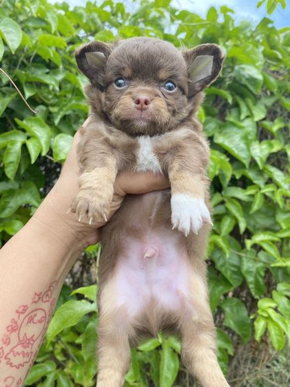 ลูกสุนัข
