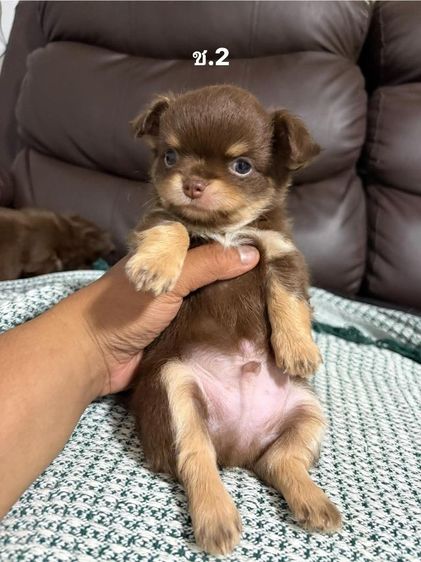 ลูกสุนัข