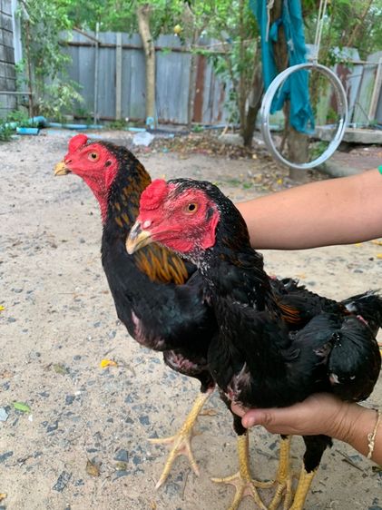 ไก่ชน ขายคู่(ได้ 2 ตัว)
