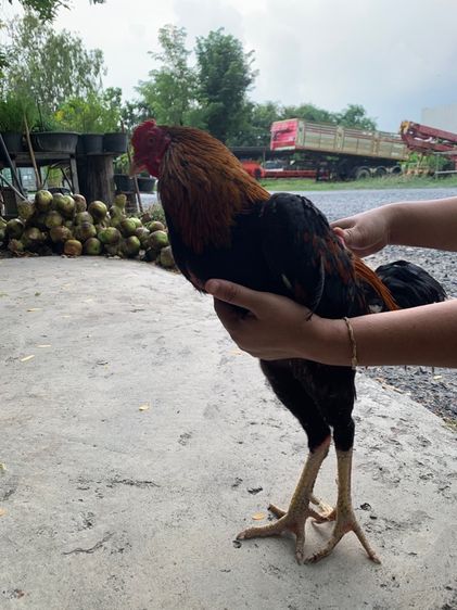 ไก่ชน 