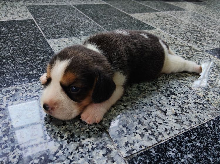 ลูกสุนัขบีเกิ้ลแท้ รูปที่ 2