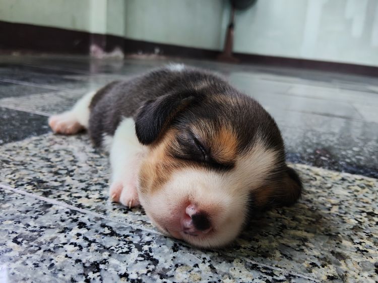 ลูกสุนัขบีเกิ้ลแท้ รูปที่ 6