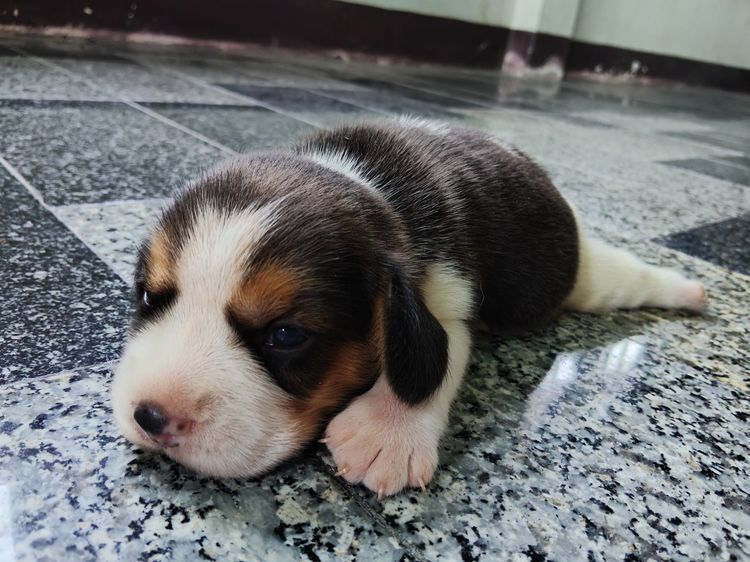 ลูกสุนัขบีเกิ้ลแท้ รูปที่ 4