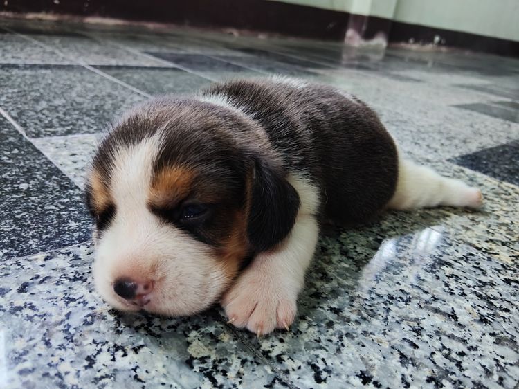 ลูกสุนัขบีเกิ้ลแท้ รูปที่ 5