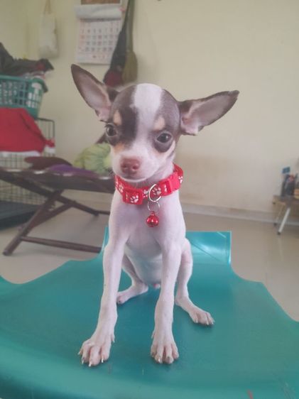 ชิวาวา (Chihuahua) เล็ก ชิวาวา ขนสั้น 5 ตัว