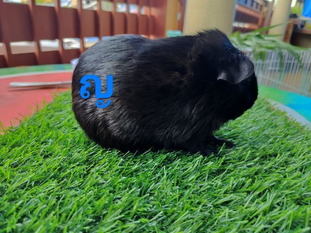 แกสบี้ 15ตัวขายเหมาถูกๆ รูปที่ 12