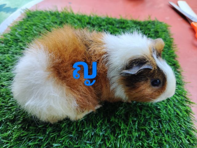 แกสบี้ 15ตัวขายเหมาถูกๆ รูปที่ 13