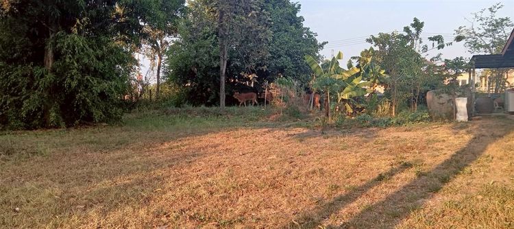 ที่ดินเปล่า 88 ตร.ว. ที่ดิน ใกล้เทศบาลเมืองอุบลราชธานี ถนนพีระพล ถนนชยางกูร เมืองอุบลราชธานี อุบลราชธานี รูปที่ 3