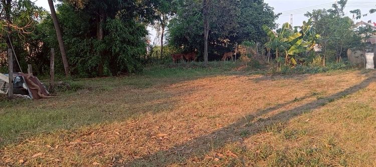 ที่ดินเปล่า 88 ตร.ว. ที่ดิน ใกล้เทศบาลเมืองอุบลราชธานี ถนนพีระพล ถนนชยางกูร เมืองอุบลราชธานี อุบลราชธานี รูปที่ 2