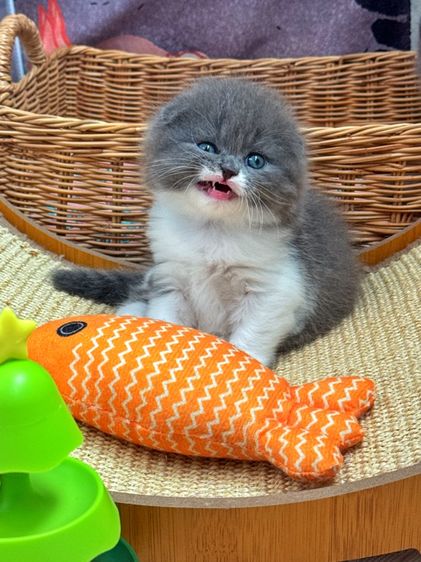 สก็อตติช โฟลด์ (Scottish Fold) แมวสก๊อตติช