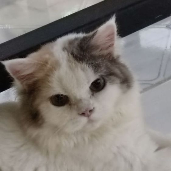 สก็อตติช โฟลด์ (Scottish Fold) แบ่งเลี้ยงไม่มีสินสอดคะ