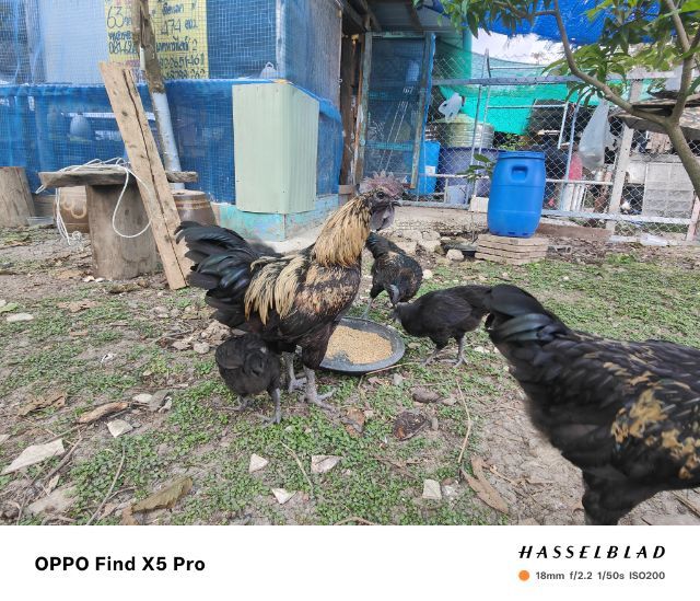 ไก่กำภูพาน1