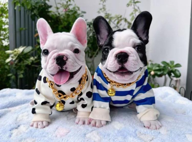 เฟรนช์ บูลด็อก (French Bulldog) เล็ก เฟรนบลูด็อก หญิง 
