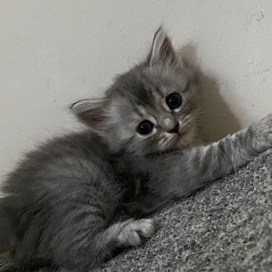สก็อตติช โฟลด์ (Scottish Fold) ลูกแมวสกอตติสขนยาว