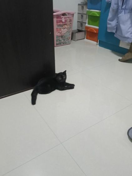 หาบ้านให้น้องกาแฟดำน้องสายพันสก๊อตติสแท้เพศเมียสนใจทักสอบถามทางไลน์ได้ รูปที่ 6
