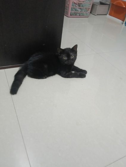หาบ้านให้น้องกาแฟดำน้องสายพันสก๊อตติสแท้เพศเมียสนใจทักสอบถามทางไลน์ได้ รูปที่ 7