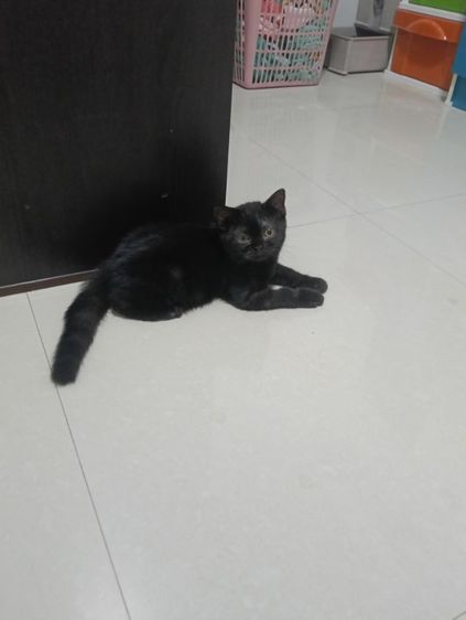 หาบ้านให้น้องกาแฟดำน้องสายพันสก๊อตติสแท้เพศเมียสนใจทักสอบถามทางไลน์ได้ รูปที่ 2