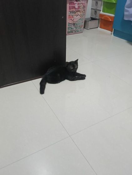 หาบ้านให้น้องกาแฟดำน้องสายพันสก๊อตติสแท้เพศเมียสนใจทักสอบถามทางไลน์ได้ รูปที่ 8