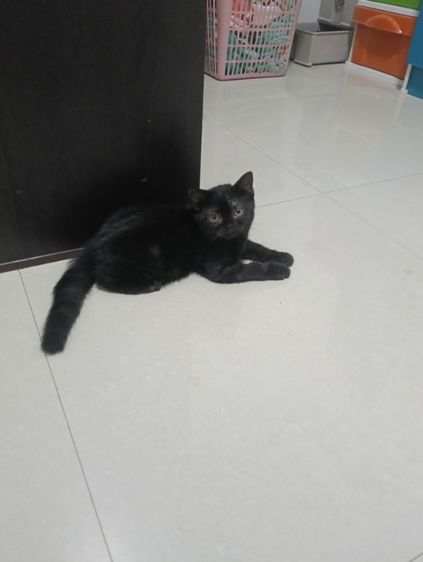 หาบ้านให้น้องกาแฟดำน้องสายพันสก๊อตติสแท้เพศเมียสนใจทักสอบถามทางไลน์ได้ รูปที่ 5