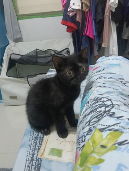 หาบ้านให้น้องกาแฟดำน้องสายพันสก๊อตติสแท้เพศเมียสนใจทักสอบถามทางไลน์ได้