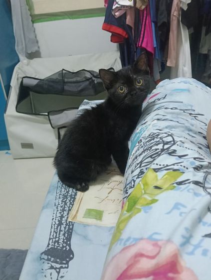 หาบ้านให้น้องกาแฟดำน้องสายพันสก๊อตติสแท้เพศเมียสนใจทักสอบถามทางไลน์ได้ รูปที่ 3