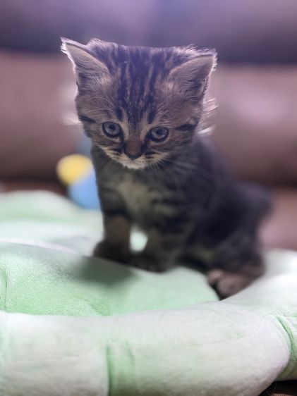 สก็อตติช โฟลด์ (Scottish Fold) แมว สก็อตติส
