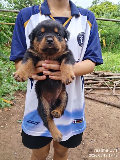 ลูกร็อตไวเลอร์ รูปที่ 6